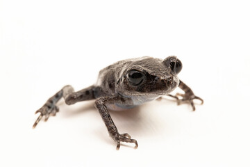 Wall Mural - hasselt's toad, java spadefoot toad, hasselt's litter frog, leptobrachium hasseltii isolated on whit