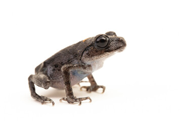 Wall Mural - hasselt's toad, java spadefoot toad, hasselt's litter frog, leptobrachium hasseltii isolated on whit