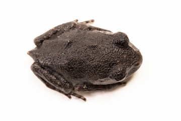 Wall Mural - hasselt's toad, java spadefoot toad, hasselt's litter frog, leptobrachium hasseltii isolated on whit