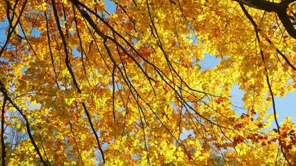 Wall Mural - Autumn leaves on the sun. Fall tree background. 