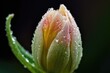 close-up of blooming flower bud, with dew drops still on the petals, created with generative ai