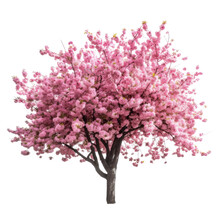 Pink Cherry Blossom Tree Isolated On Transparent Background, Blooming Tree In Spring PNG, Generative AI