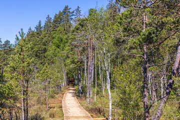 Wall Mural - Footbridge in a coniferous forest