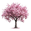 Pink cherry blossom tree isolated on transparent background, Blooming tree in Spring PNG, Generative AI