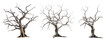 Dead trees with branches isolated. PNG element, Generative AI