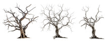 Dead Trees With Branches Isolated. PNG Element, Generative AI