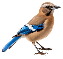 Jay Bird Isolated On The Transparent Background PNG. AI Generative