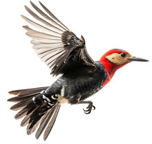 Flying Woodpecker Bird On The Transparent Background PNG. AI Generative
