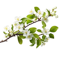 apple blossom branch isolated on transparent background, blooming tree twig in spring png, generativ