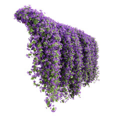 Fototapete - Group of Phlox Paniculata creeper plants, isolated on transparent background. 3D render.