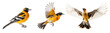 Set of  oriole bird on the transparent background PNG. AI generative. 
