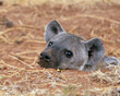 Spotted Hyena head shot, close-up