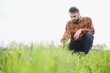 © Serhii - A young farmer inspects the quality of wheat sprouts in the field. The concept of agriculture.