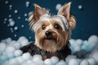 Yorkshire Terrier dog has bath, white foam, bubbles around on blue background buble. Grooming. Generated Ai