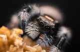Fototapeta Tęcza - spider on the web