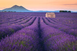 Fototapeta Krajobraz - Summer, sunny and warm view of the lavender fields in Provence near the town of Valensole in France. Lavender fields have been attracting crowds of tourists to this region for years.