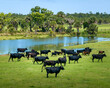Cows - Mims, Florida, USA.  Summer 2023
