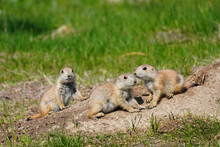 Close-up Of Three Young Black-tailed Prairie Dogs