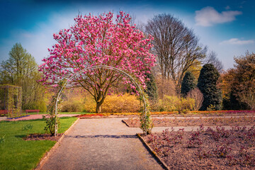 Sticker - Colorful spring view of blooming magnolia tree in botanical garden of Essen town. Magnificent morning scene of German, Europe. Beauty of nature concept background.