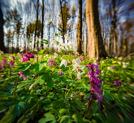 Sticker - Blooming Corydalis cava flowers in spring woodaland. Nice morning scene of forest glade in April with white tiny flowers. Beautiful floral background. Anamorphic macro photography.