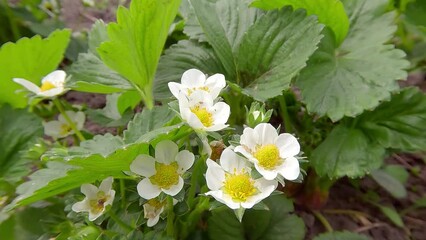 Sticker - 4K moving to the side footage (Ultra High Definition) of  blooming of strawberry (Fragaria) flowers on the ground. Green spring scene of botanical garden in May. Beautiful plant background.