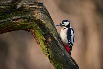 Canvas Print - Great spotted Woodpecker perched on a tree branch