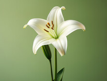 Easter Lily Flower In Springtime On A Green Background