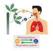 illustration of biology, Human respiratory system and photosynthesis of plants, gas exchange between animals and plants, Human gas exchange system 