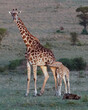 Young Giraffe Nursing