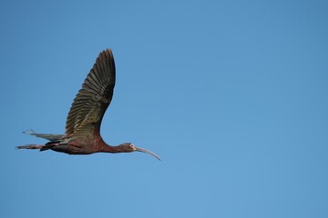 Wall Mural - Glossy Ibis in Flight