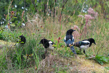 Four Magpies In Meadow