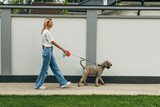 Fototapeta  - Side view of a blond woman taking the dog for a walk.