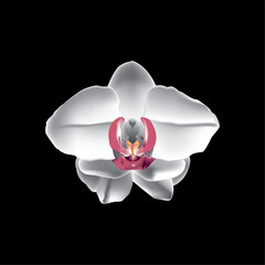 Sticker - Vector illustration of a white orchid on a black background.