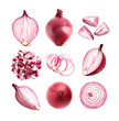 Set of fresh red onion isolated on transparent background, PNG.
