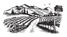 Wine Plantations Hand Drawn, Vector.	
