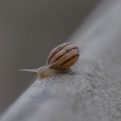 Snail on a Fence