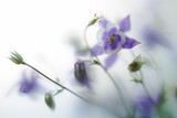 Fototapeta Kwiaty - Aquilegia in art blur filter. Harvest of garden flowers.