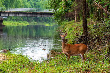 Wall Mural - Whitetail Deer along the riverbank and forest