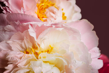 Wall Mural - close up of pink flowers