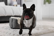 Adorable French Bulldog in room. Lovely pet