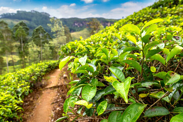 Canvas Print - Tea plantations in Sri Lanka