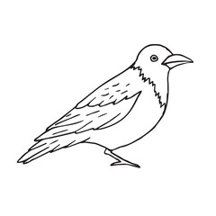 Sticker - Vector hand drawn doodle sketch crow isolated on white background