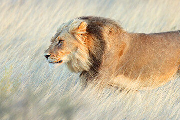 Wall Mural - portrait of a big male african lion (panthera leo), kalahari desert, south africa.