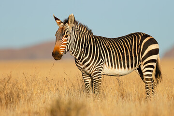 cape mountain zebra (equus zebra) in natural habitat, mountain zebra national park, south africa.