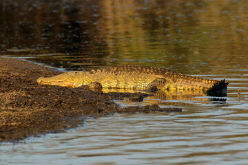Wall Mural - a large nile crocodile basking in natural habitat, kruger national park, south africa.