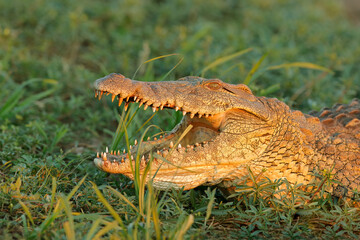 Wall Mural - portrait of a large nile crocodile (crocodylus niloticus) with open jaws, kruger national park, sout