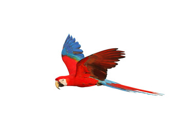 Colorful flying parrot isolated on transparent background png file