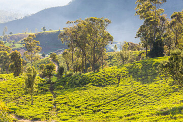 Sticker - Tea plantation