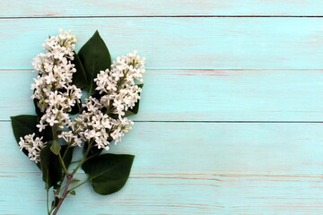 Wall Mural - White beautiful lilac branches lie on a green wooden surface with space for text.