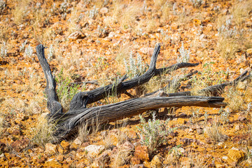 sun bleached and desiccated tree trunk lying in a stony desert landscape after years of weathering.